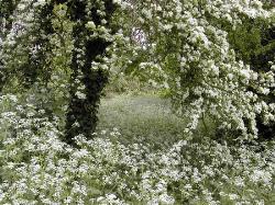 Summer Snow - Hawthorn blossom and cow parsley.