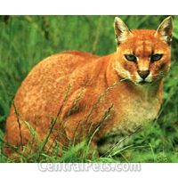 African Golden Cat  - The African Golden Cat is a little-studied cat. This cat of medium height and weight has a remarkable coat that has been known to change colors throughout the cat&#039;s life. Due to this cat&#039;s habitat, the African Golden Cat is a truly rare member of the exotic cat family.

