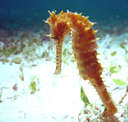 sea horse - seahorse