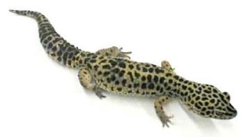 leopardgecko - leopardgecko
