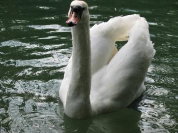 swan - swan