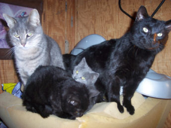 kitties - my 4 cats
