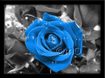 Blue Rose - I love it