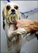 Bathin the Poopy!!! - Cute lil doggy gettin a bath!!