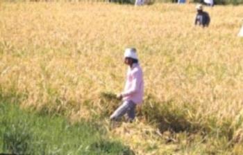 Harvesting Rice - Farming is the ordinary occupation of people in many provinces in the Philippines.  The picture shows a man harvesting rice.