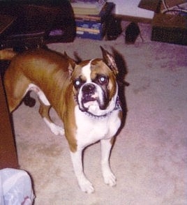 Butchie - My boxer, who is now deceased