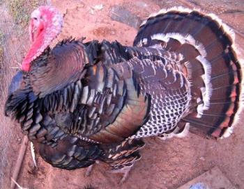 40 Pound Standard Bronze Turkey - Very friendly tom