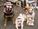 dogs - an image of a bunch of dogs looking silly with sun glasses on...lol