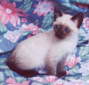 Kitten - A Siamese Kitten