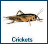cricket - cricket