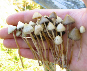 MAGIC MUSHROOMS - Photo Source: Wiki