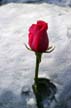 Flowers - A rose for mylot Flowers - A rose for mylot