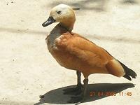 Bird - Photographed at Mysore Zoo, India