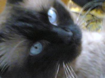 My cat - Blue eyes like me :D