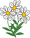 daisies - daisies