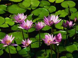 Water Lilies - Its water lilies which grows in the water. Not only the flower but its leaf is also beautiful to see. The leaf is round in shape.