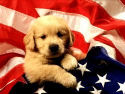 american puppy - No comment