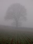 Foggy Weather - Photo of a tree just visible thru the fog