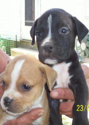 This is my pit Demon and his lil sis Tessa. (RIP T - This is my pit Demon and his lil sis Tessa. (RIP Tessa)