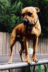 Our dog Bailey - this is bailey at 14 months old, he hasnt grown taller but has filled out alot more across the chest, he is playing on our trampoline, would have to be one of his favourite things to do with our kids.