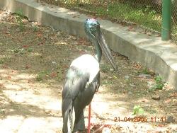 Crane at Mysore Zoo, India - Picture of Crane taken at Mysore Zoo, India