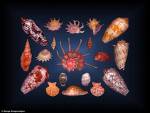 Sea Shells - I love sea Shells