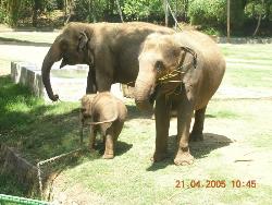 Elephants and baby elephants at Mysore Zoo - Photographs taken at Mysore Zoo, India