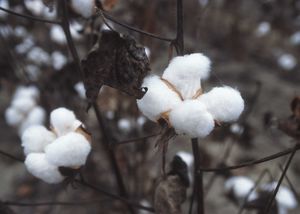 cotton - cotton