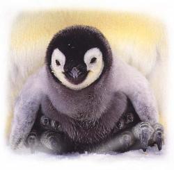 Baby penguin - Cute baby penguin