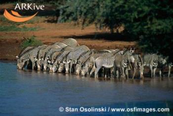 zebras - zebras