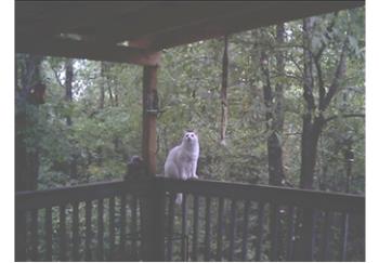 Kitt on the back porch - He loves to sit on the rail and watch the hummingbirds, and the hummingbirds really tease him by darting all about him...i guess they know he can't catch them. He's so funny to watch! Kitt on the back porch - He loves to sit on the rail and watch the hummingbirds, and the hummingbirds really tease him by darting all about him...i guess they know he can't catch them. He's so funny to watch!