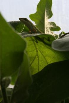 Lizzard  - This is a lizzard on a eggplant plant