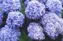hydrangeas - have head these wonderful flowers and no longer do since we moved.  They take a bit more care than I want to invest so I do not  plant them on my property.