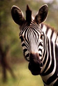 wishes - zebra wishes - zebra