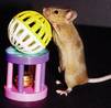 Intelligent mouse - Intelligence 