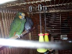 Ralph and Rufus - My two parrots.  The mean and naughty Ralph and the sweet Rufus.