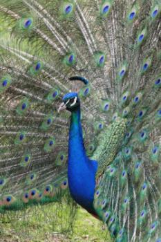 Peacock - photo of a peacock with its feathers extended