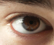 brown eyes - Brown eyes 