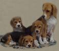 Beagle dogs - Beagles