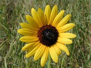 A sunflower - A beautiful sunflower. 