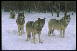 standing proud - me and my gang, we hunt to live, we live to hunt.