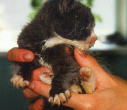 cats - baby kitty