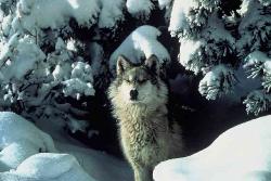 wolf in the snow - Gray wolf standing in front of his den.