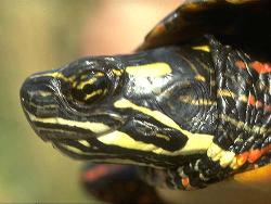 Turtle - Turtles have no teeth. Turtle - Turtles have no teeth.