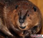 a beaver - a beaver