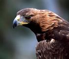 the eagle - the eagle