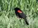 red wing black bird - we have lots of birds and furry critters abounding on our property, we enjoy them all.  Nature is our place and we are fortunate to have a part in it.