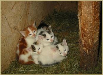 kittens - kittens