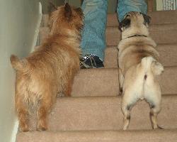 dogs - pic of pugs
