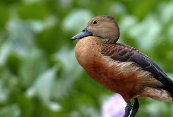 whistling duck - water duck 